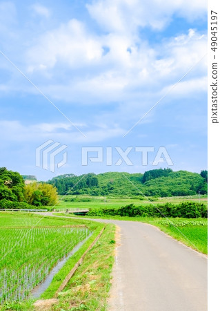 初夏的農村景觀 49045197