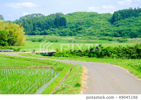 初夏的農村景觀 49045198
