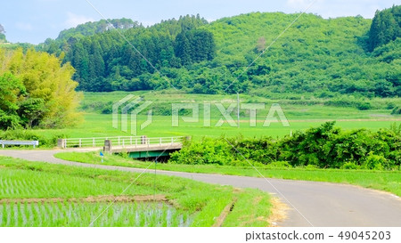 初夏的農村景觀 49045203