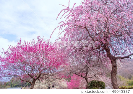 Spring Park Mountain Park Manyo Garden Spring Park Mountain Park Manyo Garden 49045587