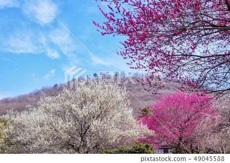 Spring Park Mountain Park Manyo Garden Spring Park Mountain Park Manyo Garden 49045588