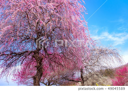 春天公園山公園Manyo花園 49045589