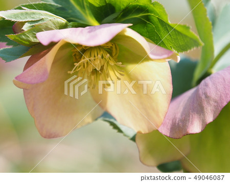 Christmas rose 49046087