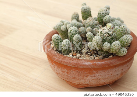 Collection of small cactus or succulent plants Collection of small cactus or succulent plants 49046350