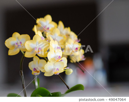 yellow orchid jordan 1