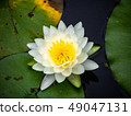 睡蓮（白色） 49047131