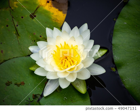 睡蓮（白色） 49047131