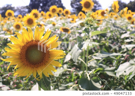 向日葵田 49047133