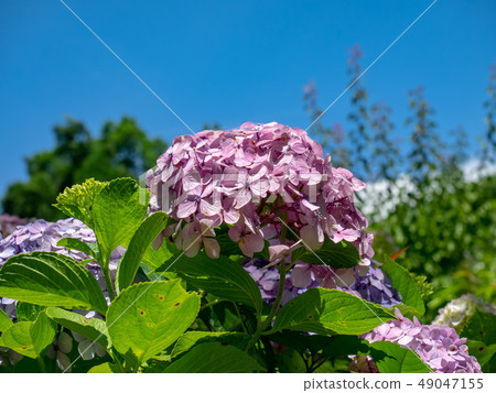 Hydrangea (red) Hydrangea (red) 49047155