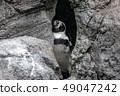 咆哮的企鵝 49047242