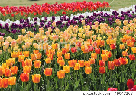 Tulips in Umami Hillside Park Tulips in Umami Hillside Park 49047268