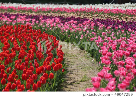 鮮味山坡公園的鬱金香 49047299