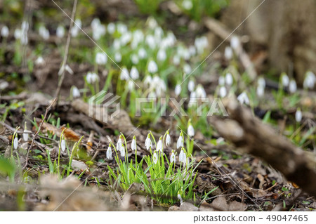 Snowdrop flowers growing in a forest 49047465