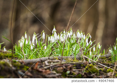 Snowdrop flowers blooming in a forest Snowdrop flowers blooming in a forest 49047466