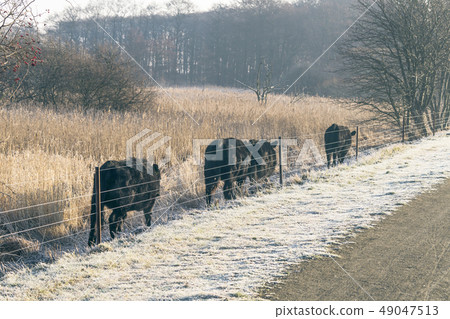 Cattle walking along a fence Cattle walking along a fence 49047513