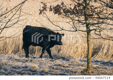 Black cow walking along a wheat field with frost 49047514