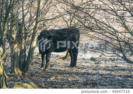 Black cow standing in some trees Black cow standing in some trees 49047516