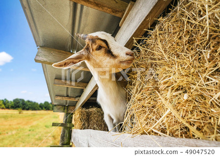 goat eating hay at a barn in a rural environment 49047520