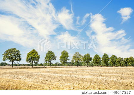 Green trees on a row in the summer 49047537
