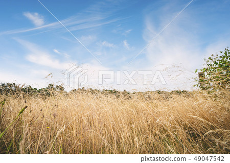 Tall dry grass in the summer under a blue sky Tall dry grass in the summer under a blue sky 49047542