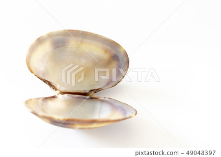 蛤蜊貝殼 蛤蜊貝殼 49048397