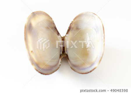蛤蜊貝殼 49048398
