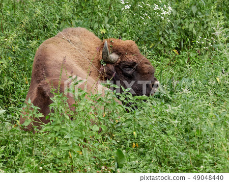 The European bison grazes on a green field with 49048440