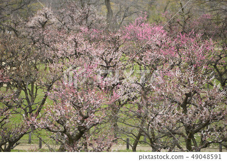 Plum Grove in Osaka Castle Park 49048591