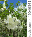  白花 49049361