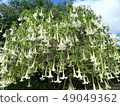  白花 49049362