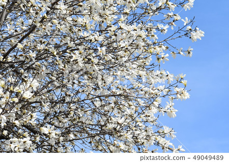 玉蘭家族 49049489