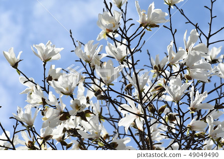 玉蘭家族 49049490