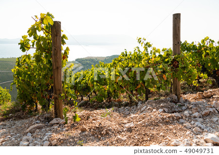 Vineyard on the mountain. 49049731