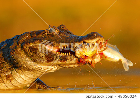 Yacare Caiman, crocodile with fish in open mouth Yacare Caiman, crocodile with fish in open mouth 49050024