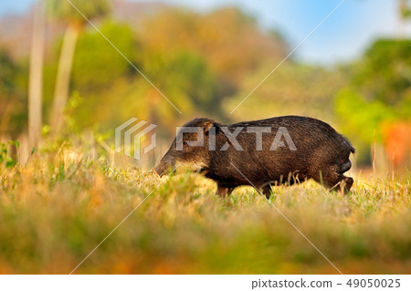Wild pig, white-lipped peccary, Tayassu pecari 49050025