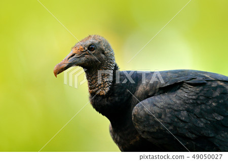Wildlife of Panama. Ugly black bird Black Vulture 49050027