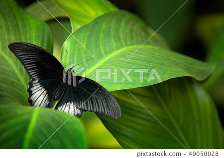 Great Mormon, Papilio memnon, on the leave 49050028