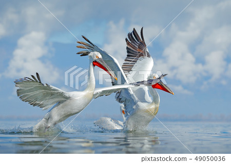 Palican with open wings, hunting animals 49050036