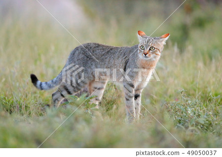 African wildcat, Felis lybica, in nature habitat 49050037