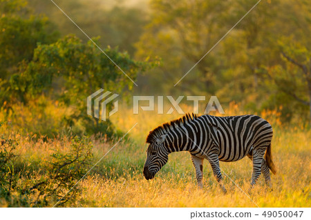 Plains zebra, Equus quagga, in the grassy nature Plains zebra, Equus quagga, in the grassy nature 49050047