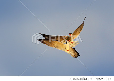 Two beautiful black and white birds with red bills 49050048