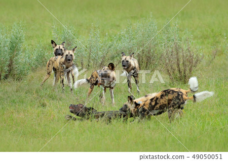 Wild Dog Hunting in Botswana, buffalo cow 49050051