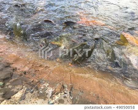 Fish eat food in the pond. Fish eat food in the pond. 49050058