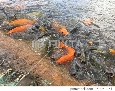 Fish eat food in the pond. Fish eat food in the pond. 49050061