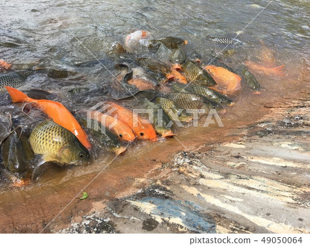 Fish eat food in the pond. 49050064