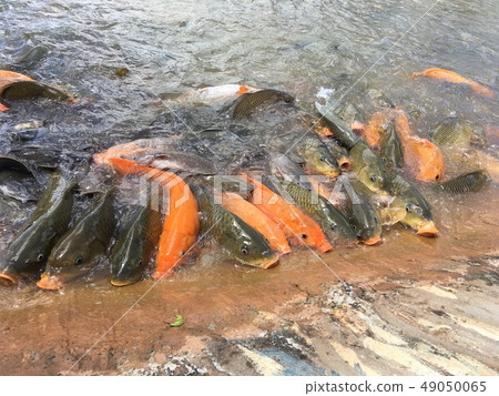 Fish eat food in the pond. Fish eat food in the pond. 49050065