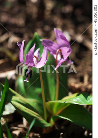 Spring landscape · Temporary flowers Spring landscape · Temporary flowers 49050802