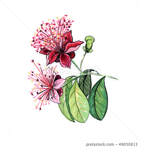 Feijoa flower hand drawn illustration Feijoa flower hand drawn illustration 49050813