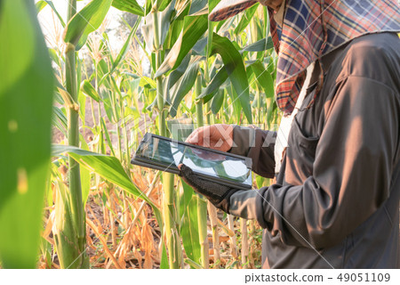 Women farmer checking the growth of corn farm 49051109