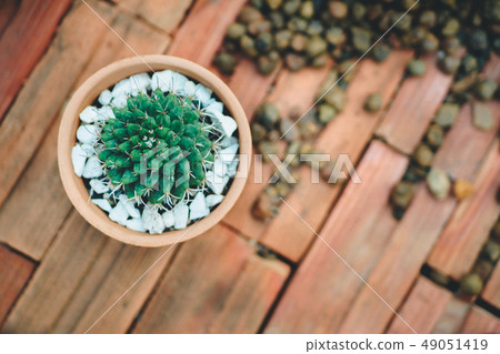 Variety of cactus 49051419